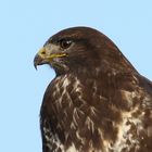 Bussard wildlife