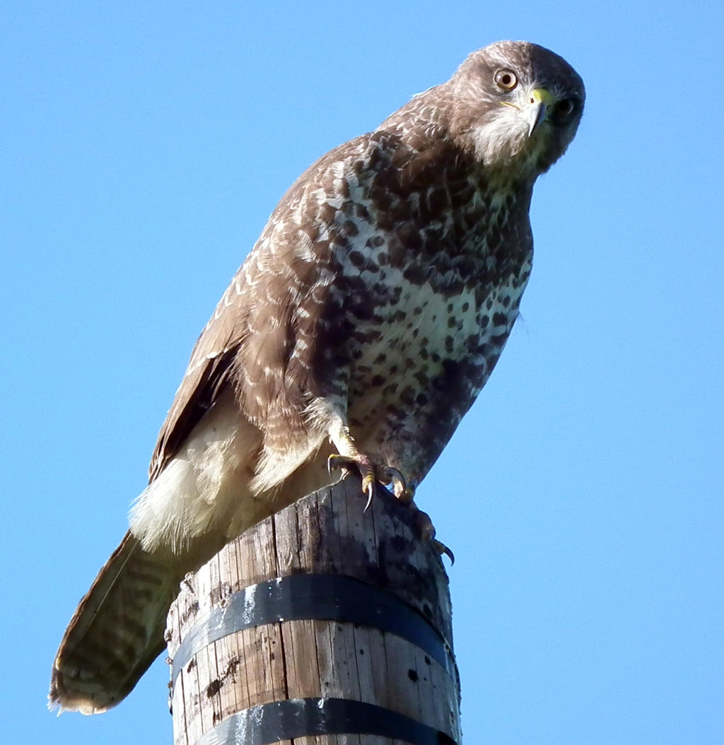 Bussard Wildlife