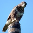 Bussard Wildlife