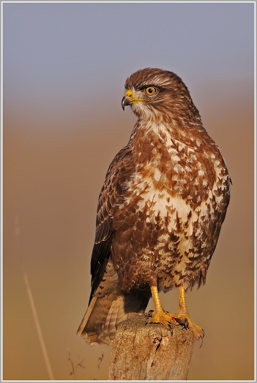 Bussard (wildlife, Naturdokument)