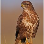 Bussard (wildlife, Naturdokument)