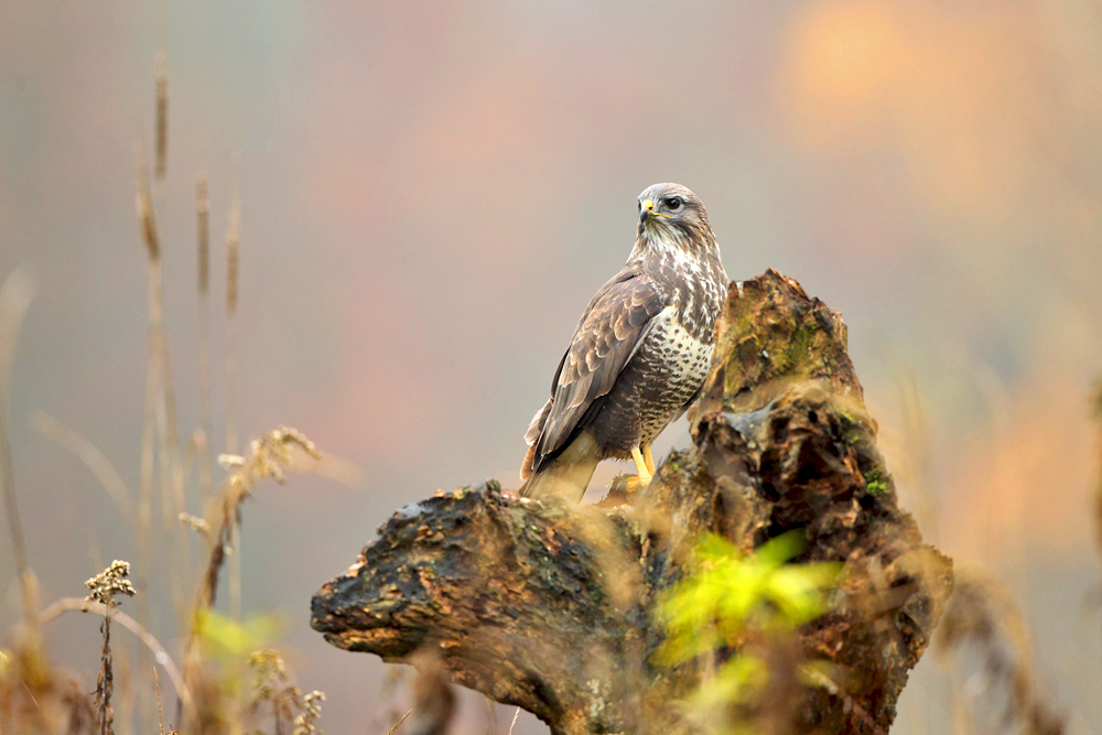 ... BUSSARD ... Winteransitz 2014 / 2015