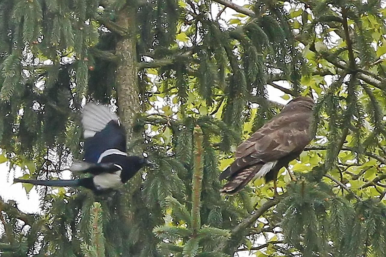 Bussard wird von Elster attackiert...