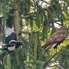 Bussard wird von Elster attackiert...