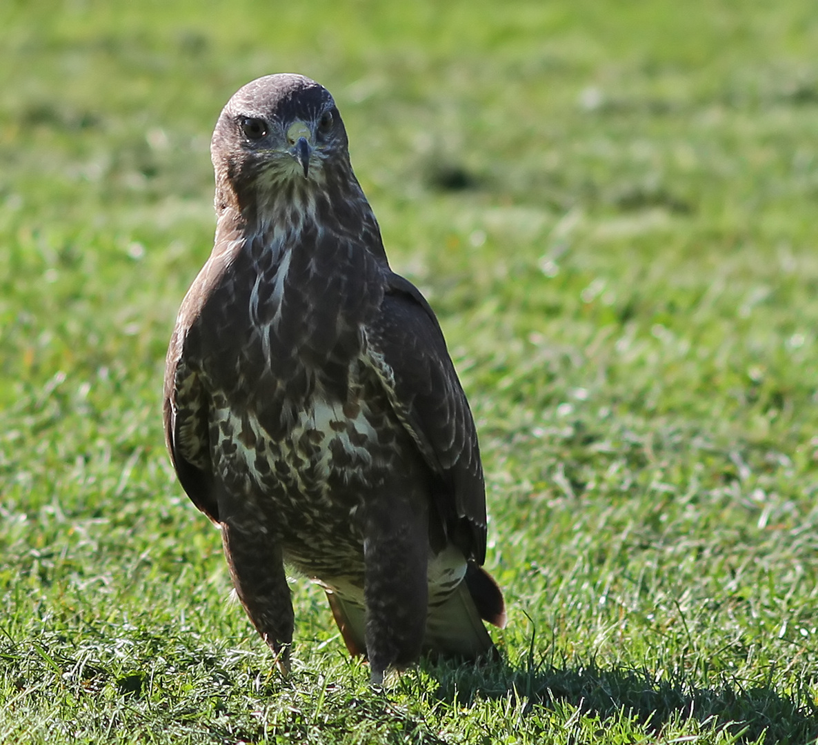 Bussard zu Fuß auf Nahrungssuche