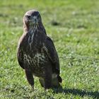 Bussard zu Fuß auf Nahrungssuche