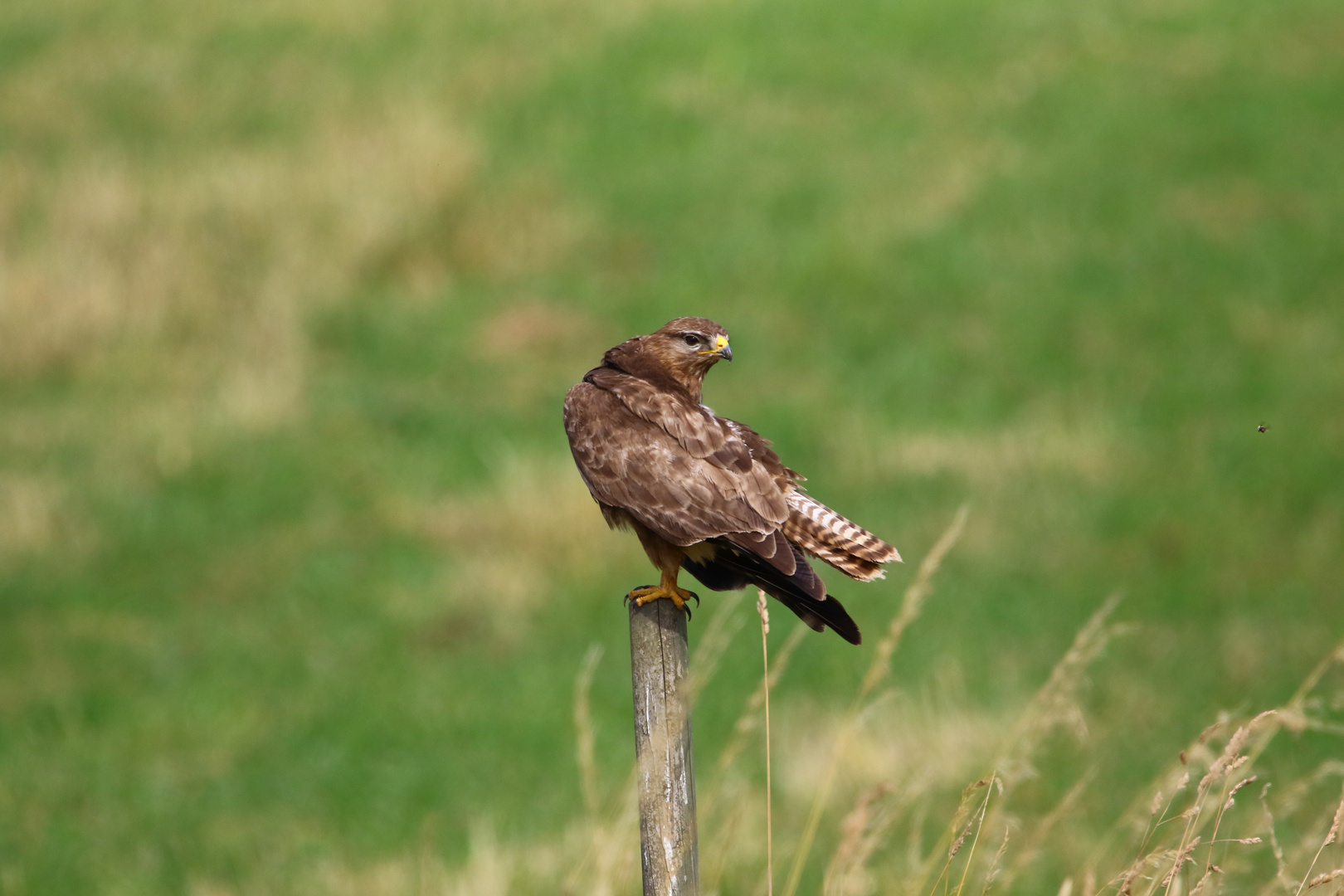 Bussard1