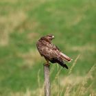 Bussard1