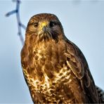 Bussard1