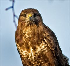 Bussard1