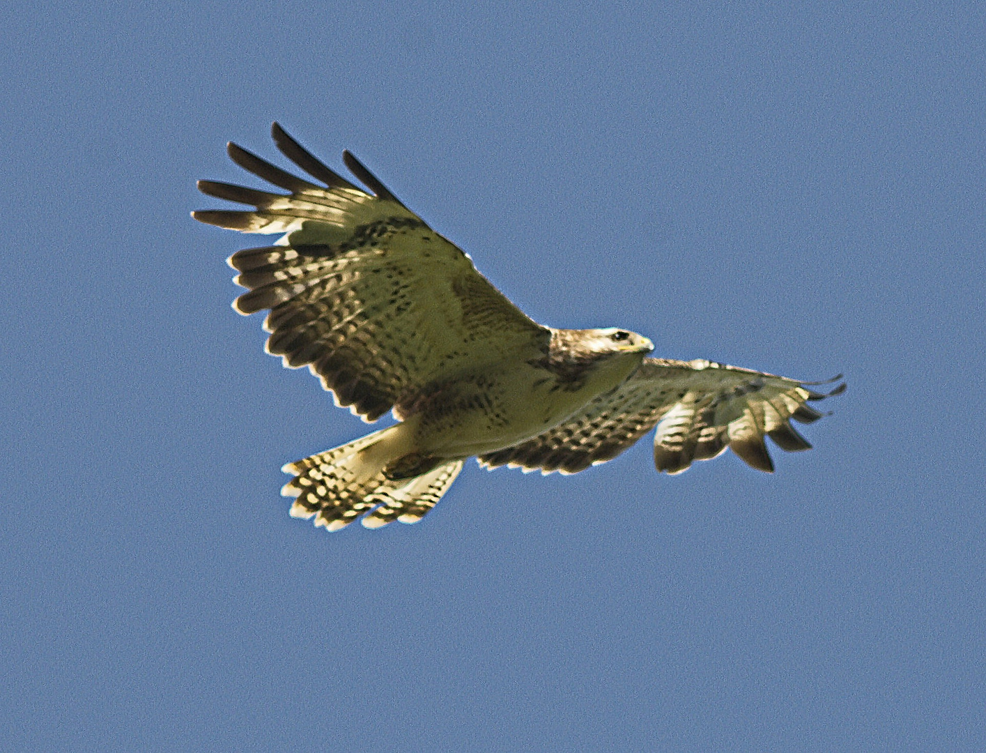 bussard1_HBN0599