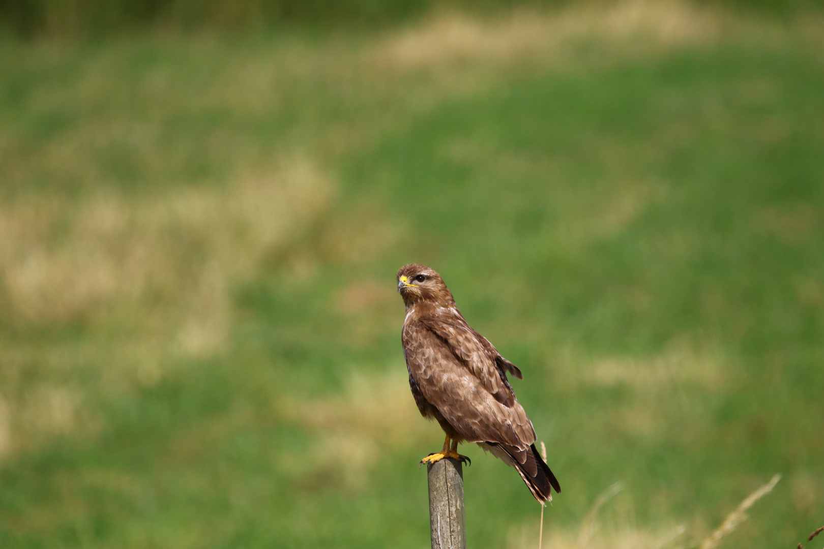 Bussard2