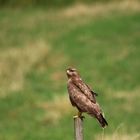 Bussard2