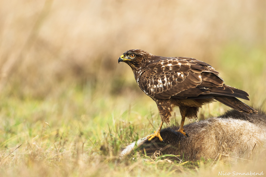 Bussard2