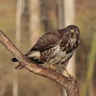 bussard_24_Jan