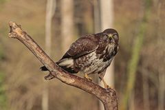 bussard_24_Jan