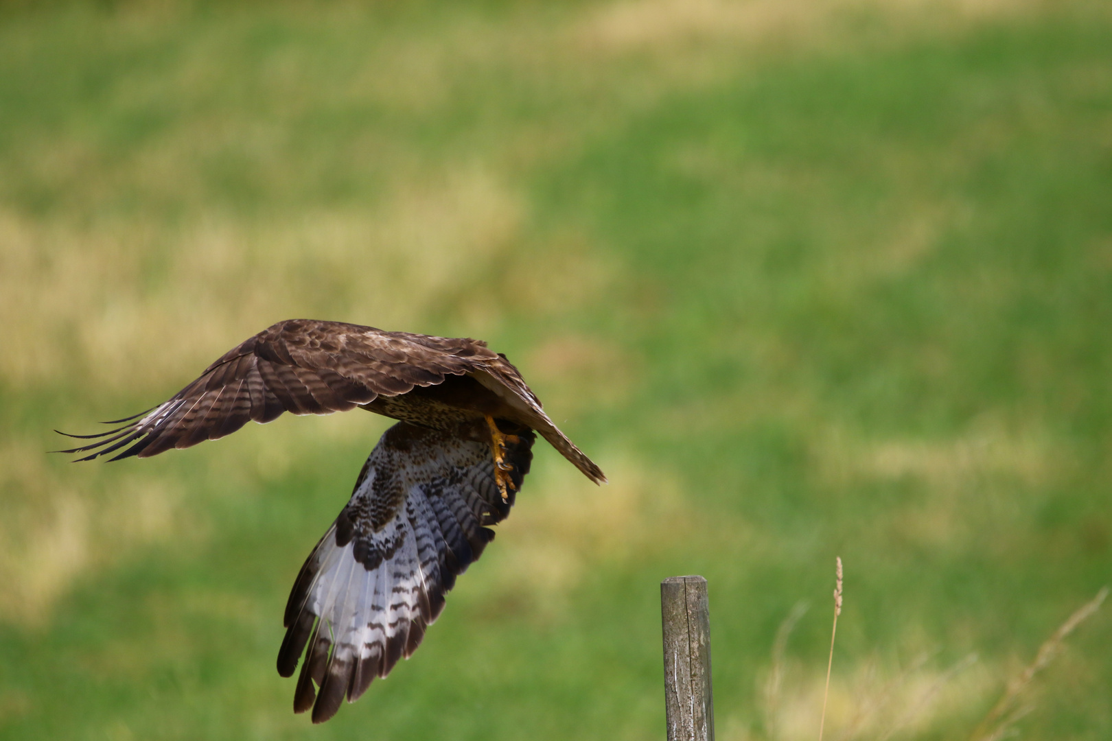 Bussard3