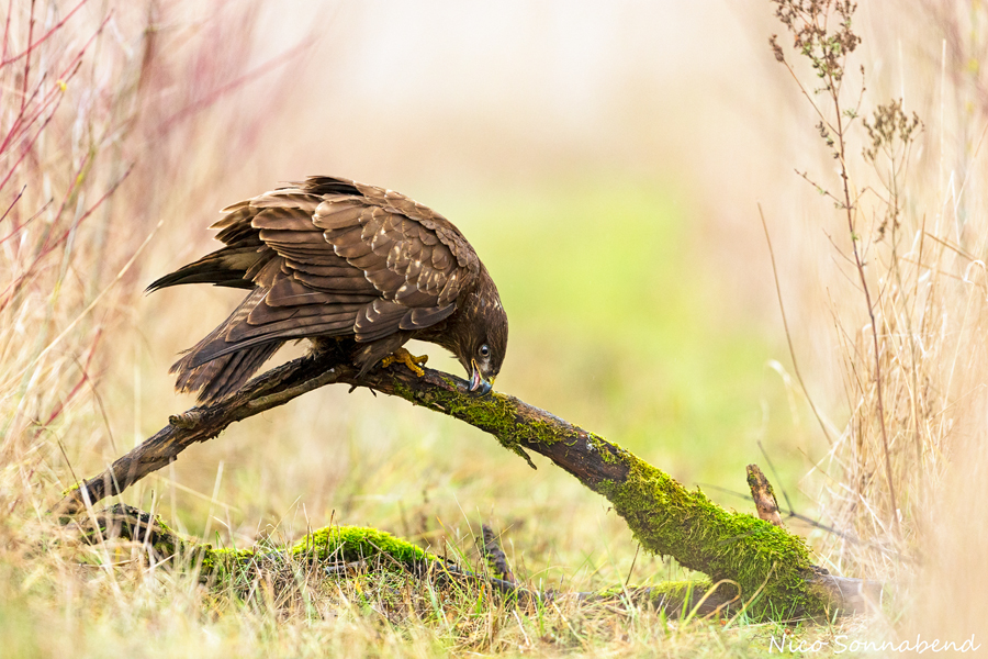 Bussard3