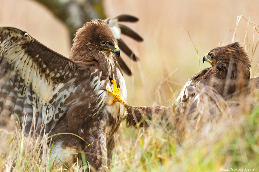 Bussard4, der Kampf