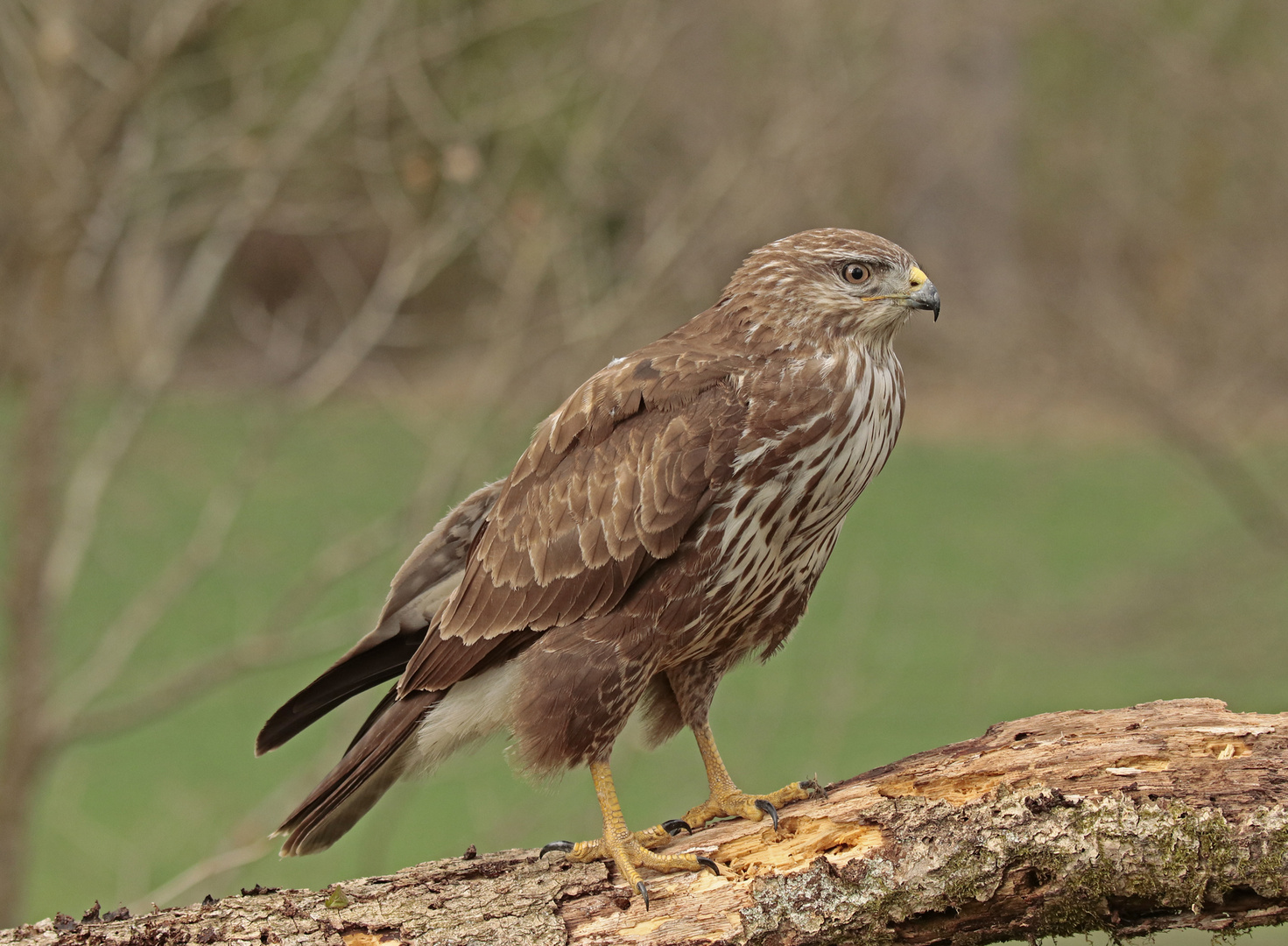 Bussard_Ansitz