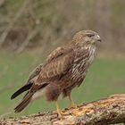 Bussard_Ansitz