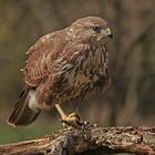 Bussard_april