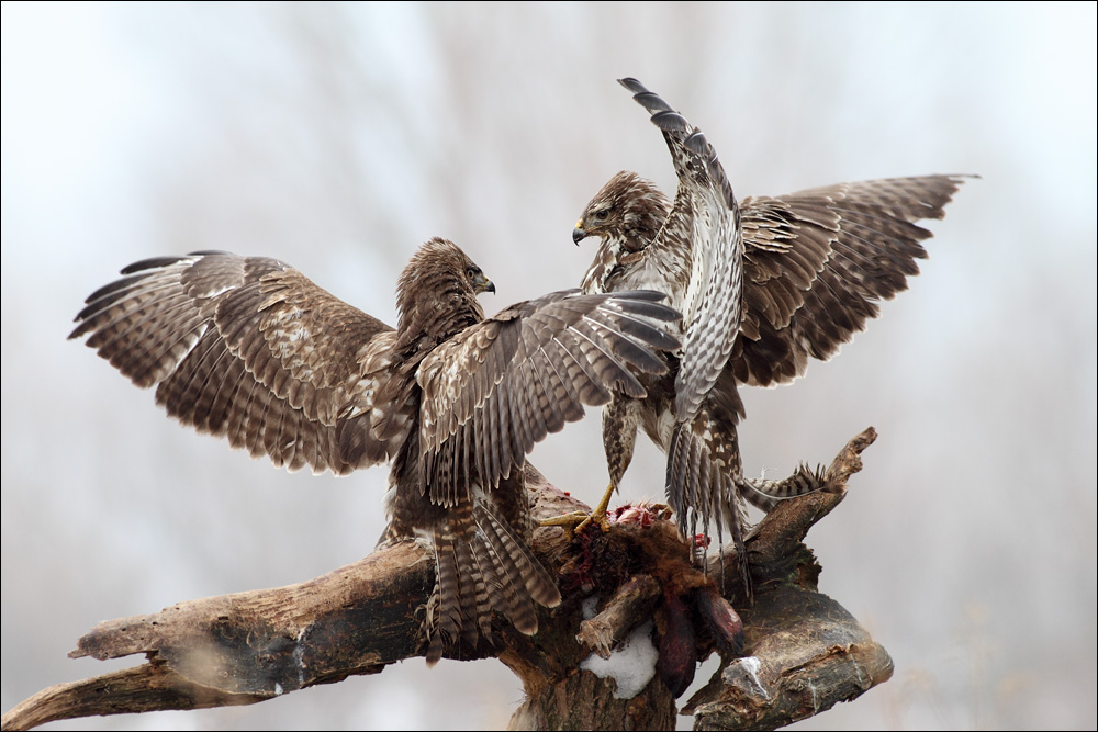 bussard(e)