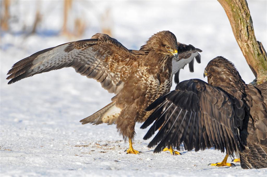 Bussarde (buteo buteo) im Winter ("fight")