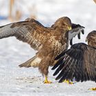 Bussarde (buteo buteo) im Winter ("fight")