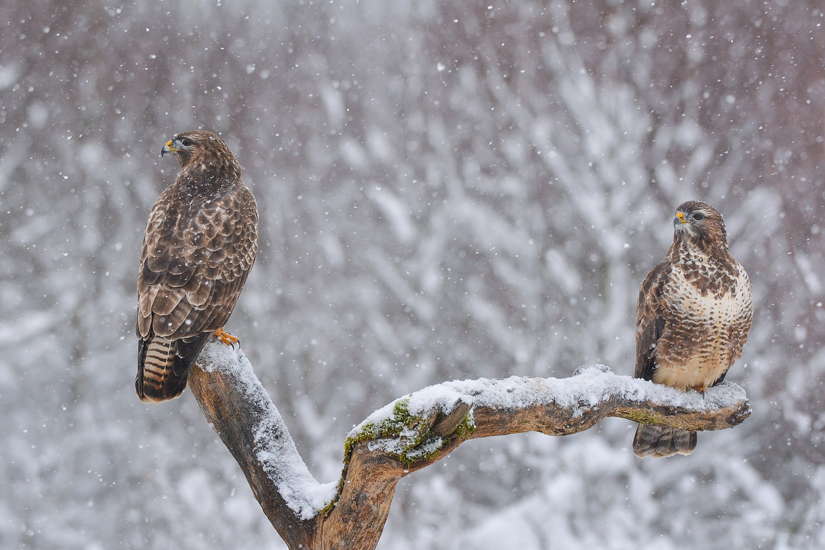 Bussarde im Schneetreiben