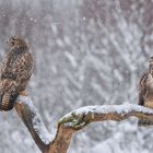 Bussarde im Schneetreiben