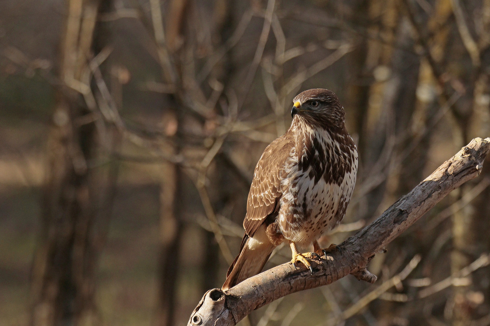 Bussard_Febr_24