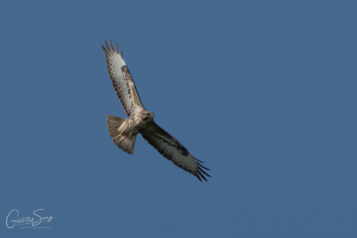 Bussardflug im Sonnenlicht