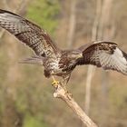 Bussard_Jan_Anflug