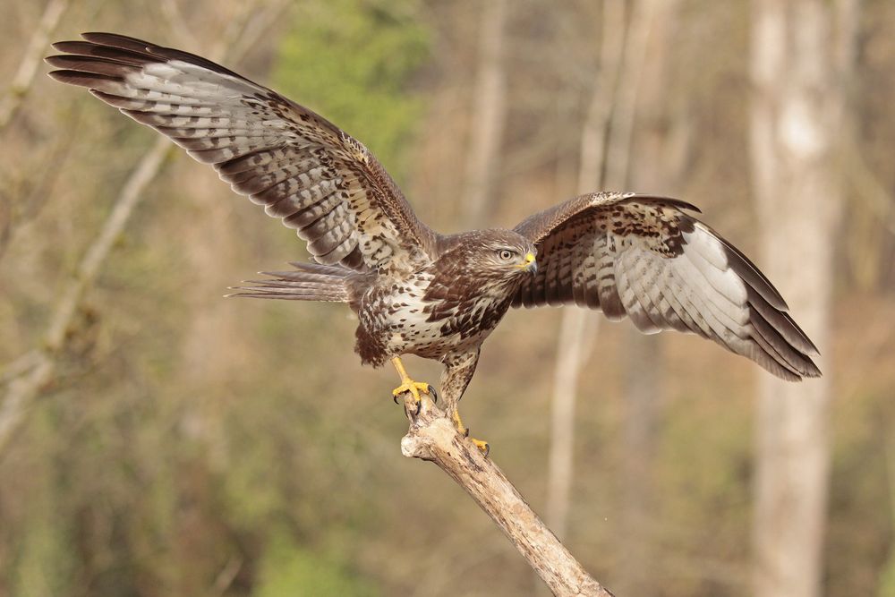 Bussard_Jan_Anflug