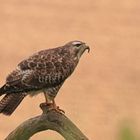 Bussard_Mai