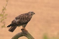 Bussard_Mai