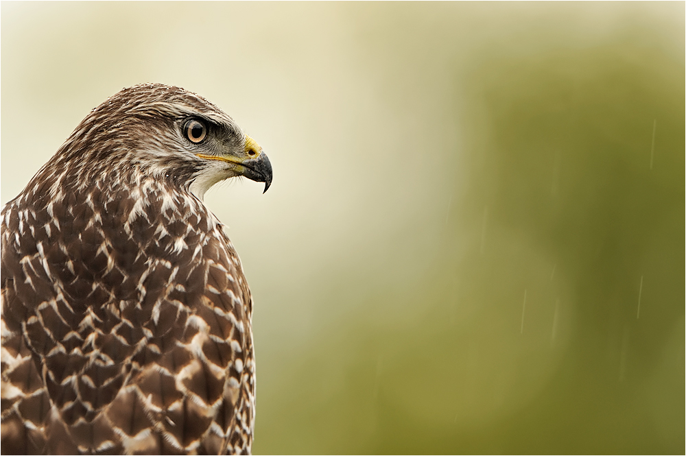 Bussardportrait