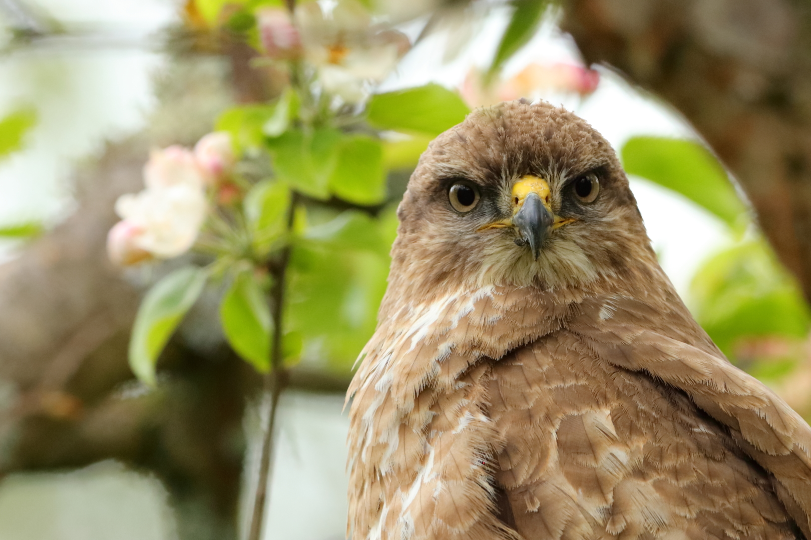 Bussardportrait 