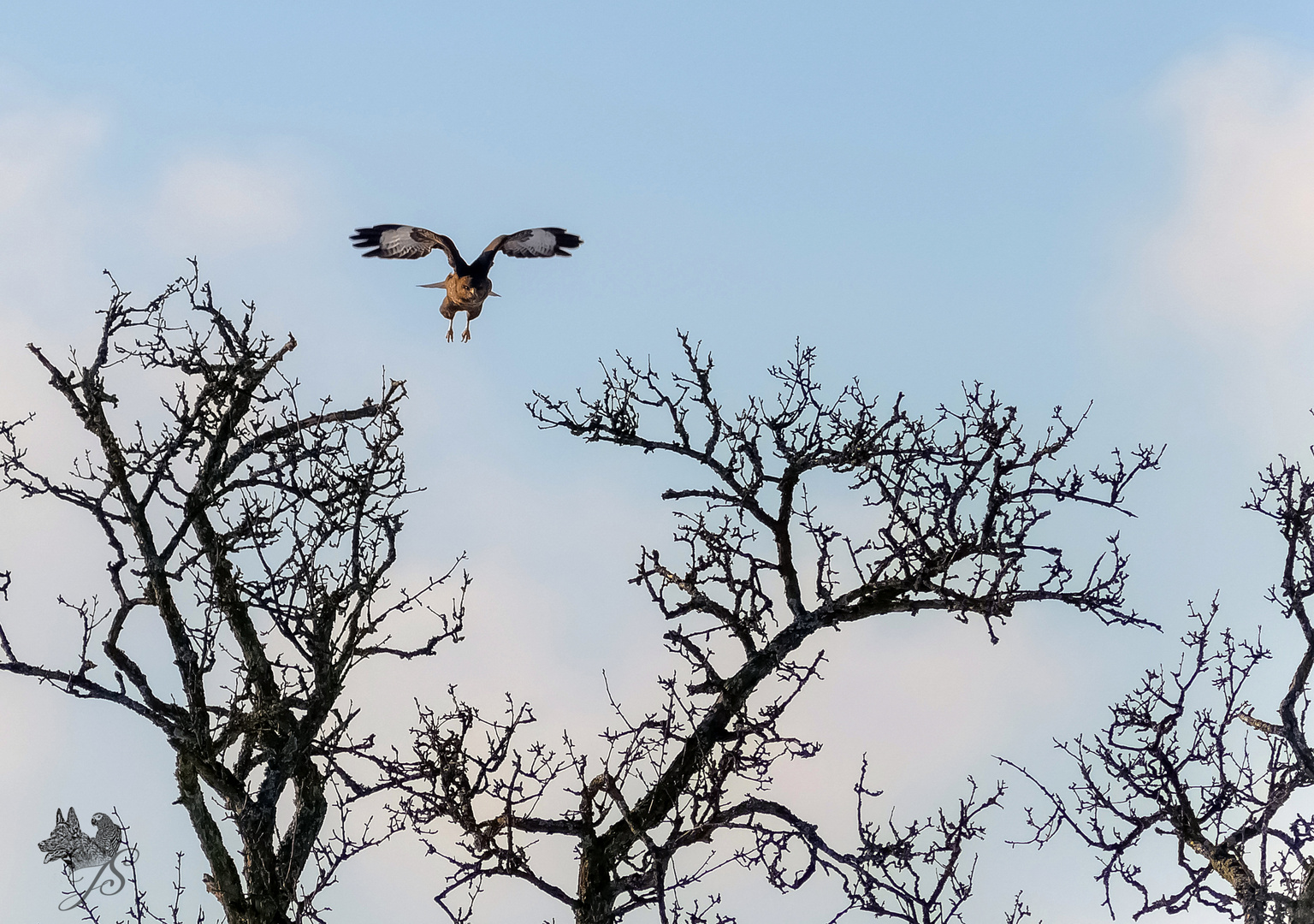 Bussard´s Abflug 1