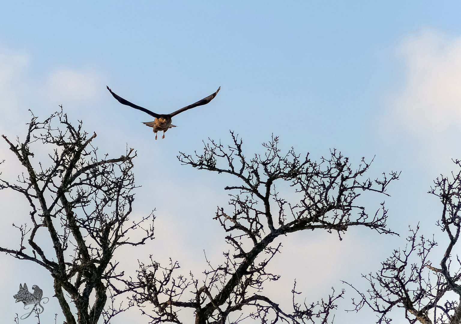 Bussard´s Abflug 2