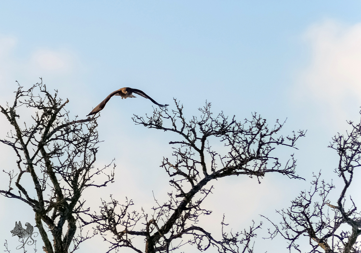 Bussard´s Abflug 3