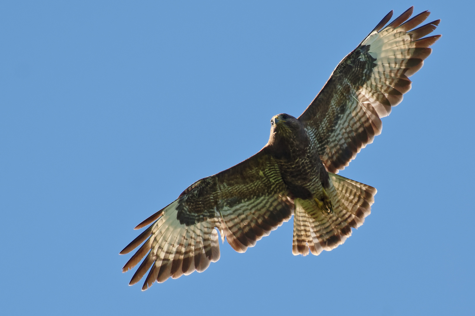 Bussard_Überflug