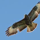 Bussard_Überflug