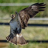 Bussard_und_Kraehe