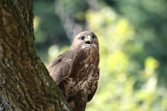 Bussard......während einer "Greifvogelschau im Hunsrück aufgenommen...