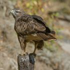 -- Bussarrd -- ( Buteo buteo )