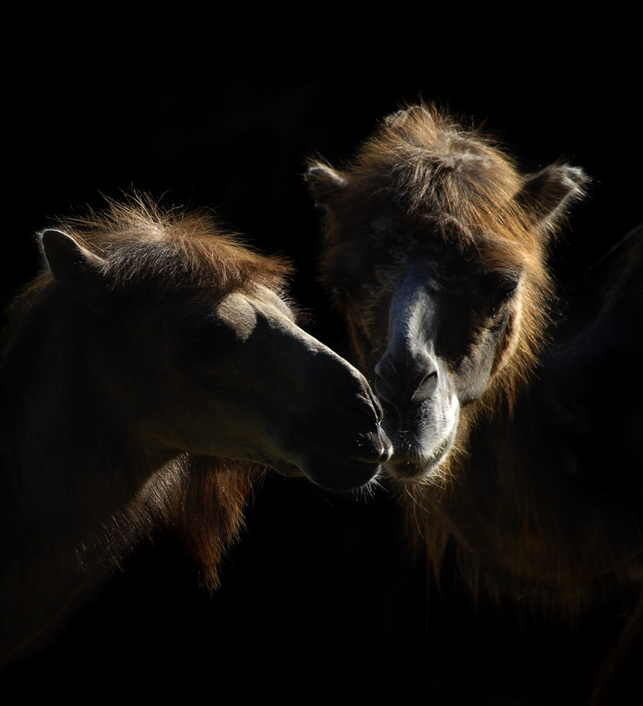 Busserl Foto & Bild archiv, tierportrait, archiv 2009 2010 Bilder