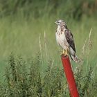 Bussi auf dem roten Holzpfosten