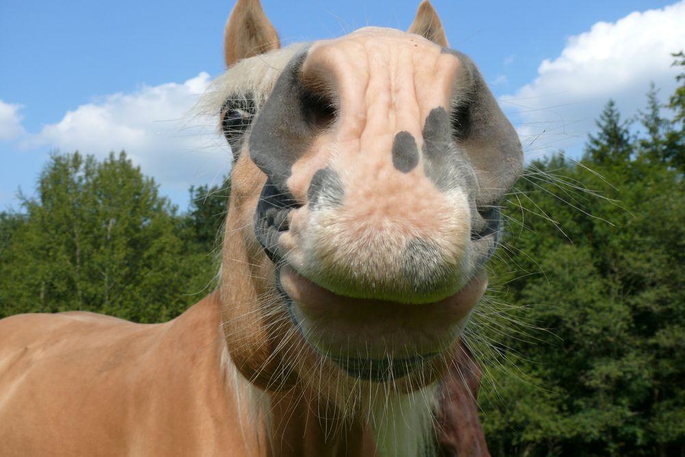 Bussi Foto Bild Tiere Lustig Haustiere Bilder Auf Fotocommunity